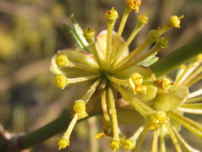 Datei:SG Dirndlblüte verblüht.jpg