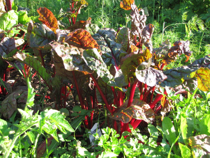 Datei:SG Mangold rot5.jpg