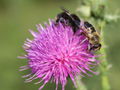 EST Bienen auf Distel.jpg
