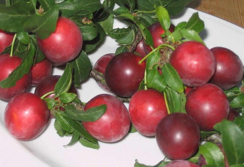 Datei:Kirschpflaumen.jpg