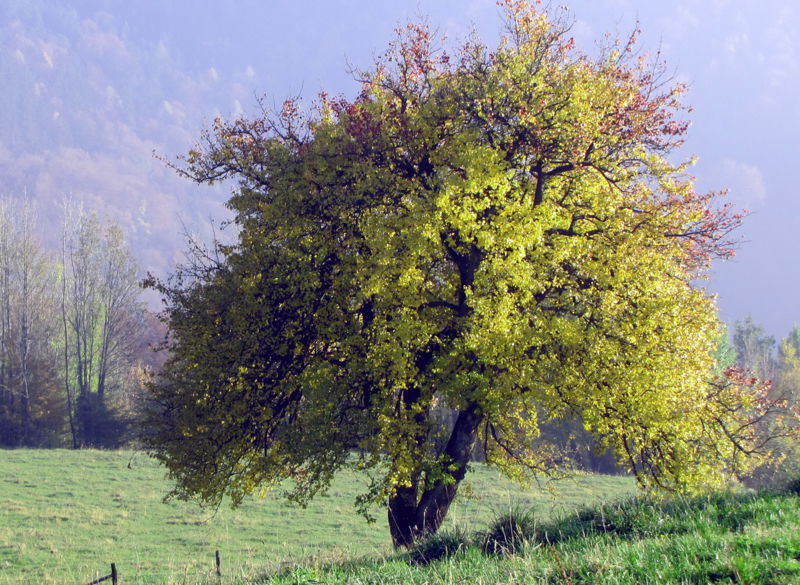 Datei:Herbstbirnbaum.jpg